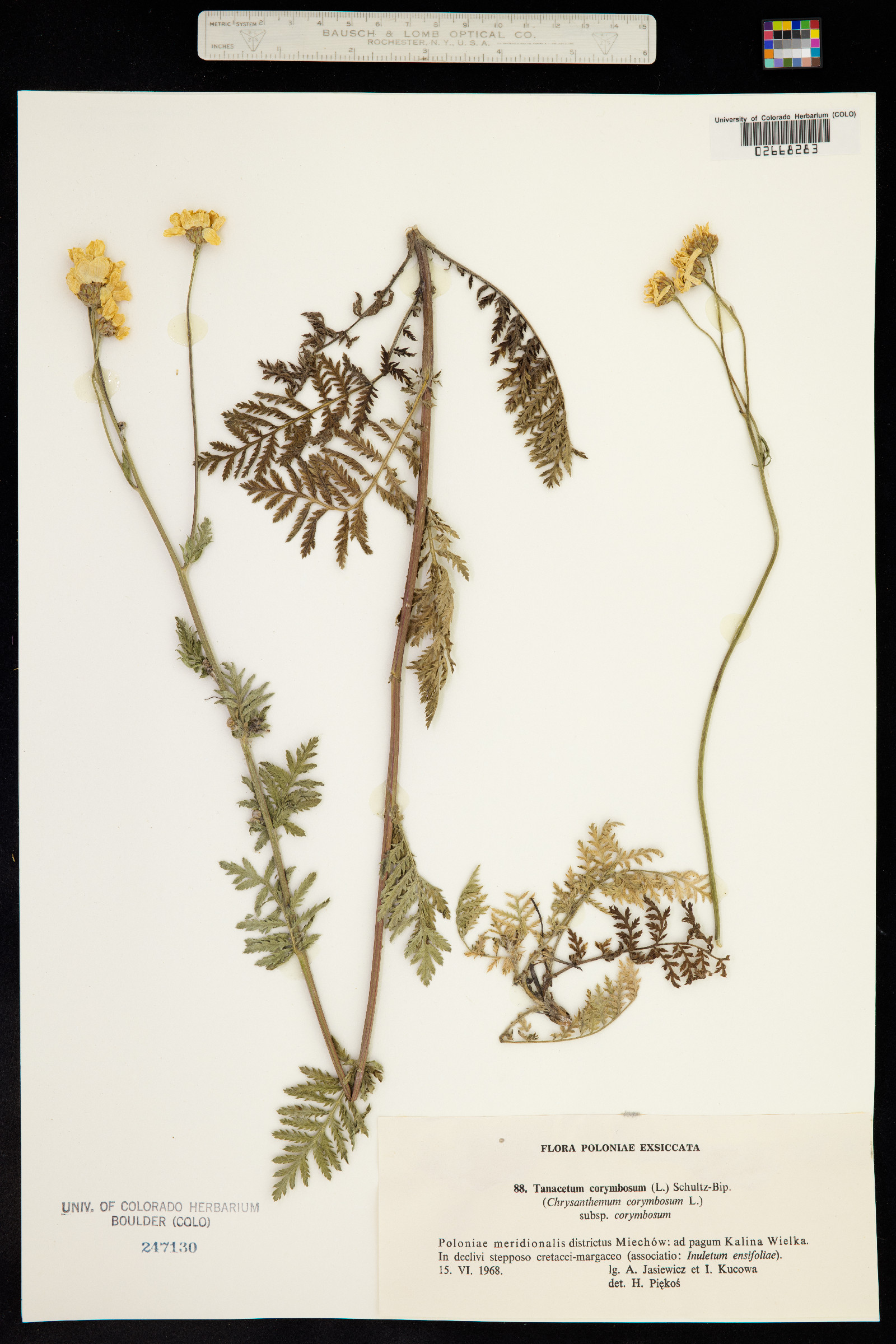 Tanacetum corymbosum image