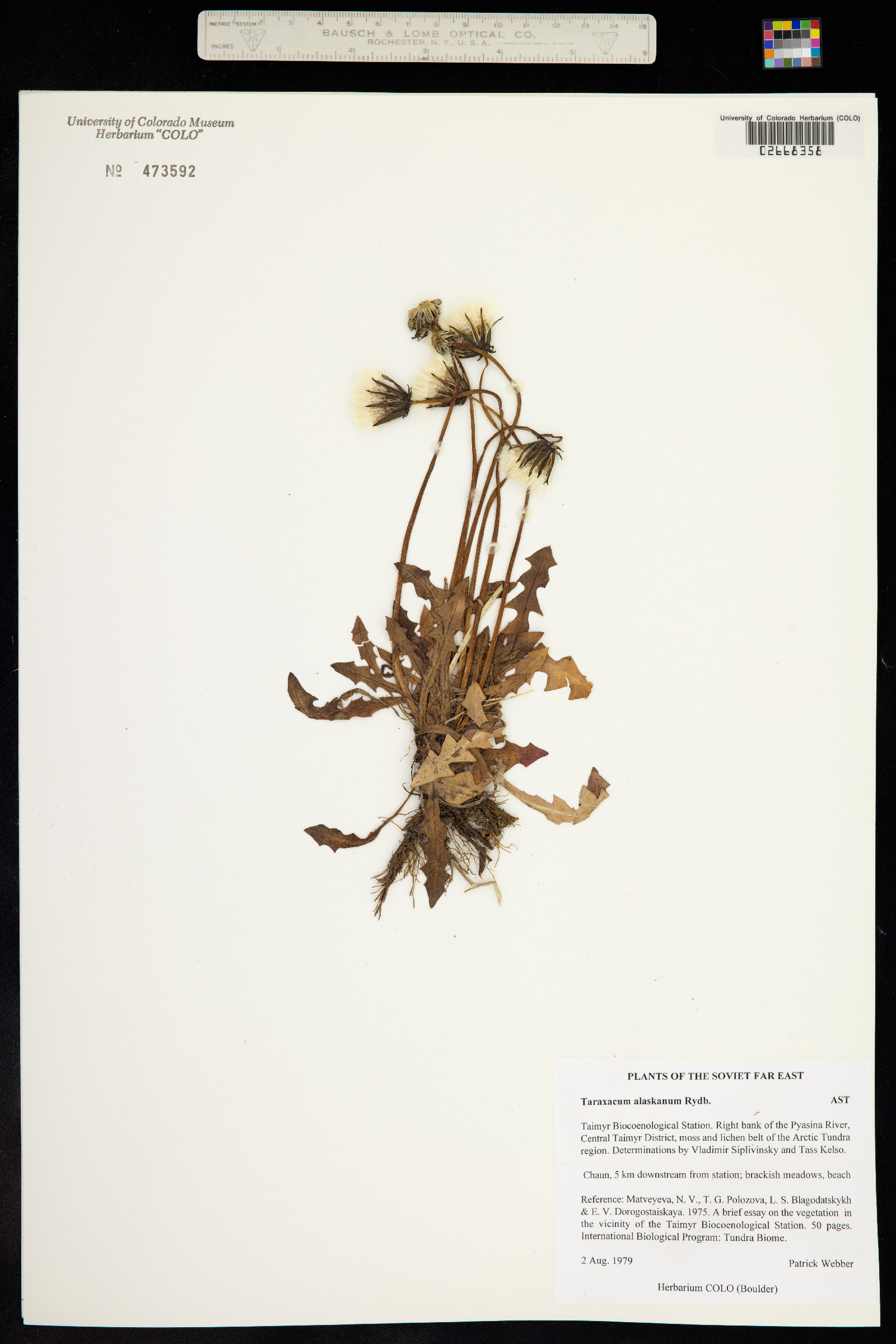 Taraxacum alaskanum image