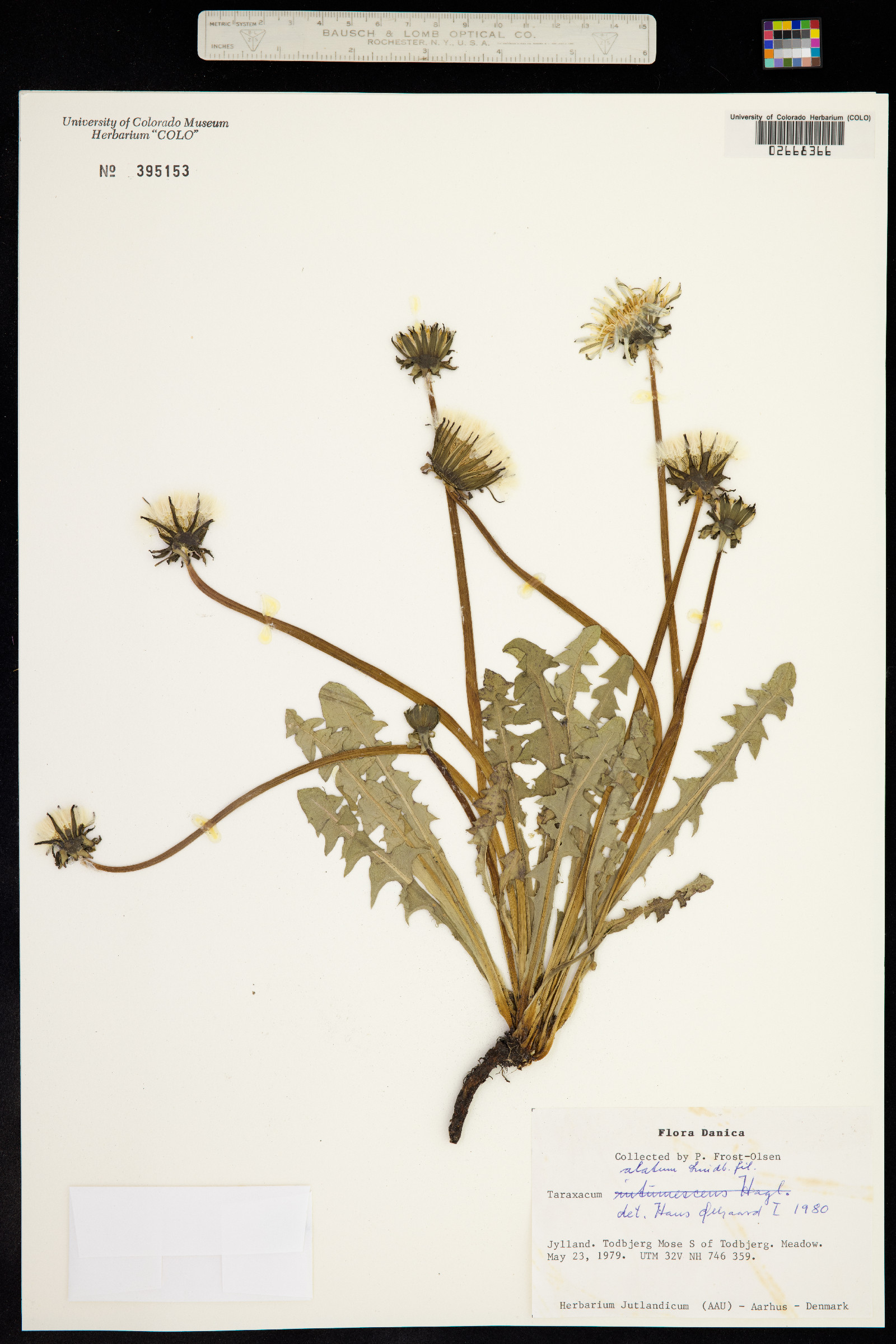 Taraxacum alatum image