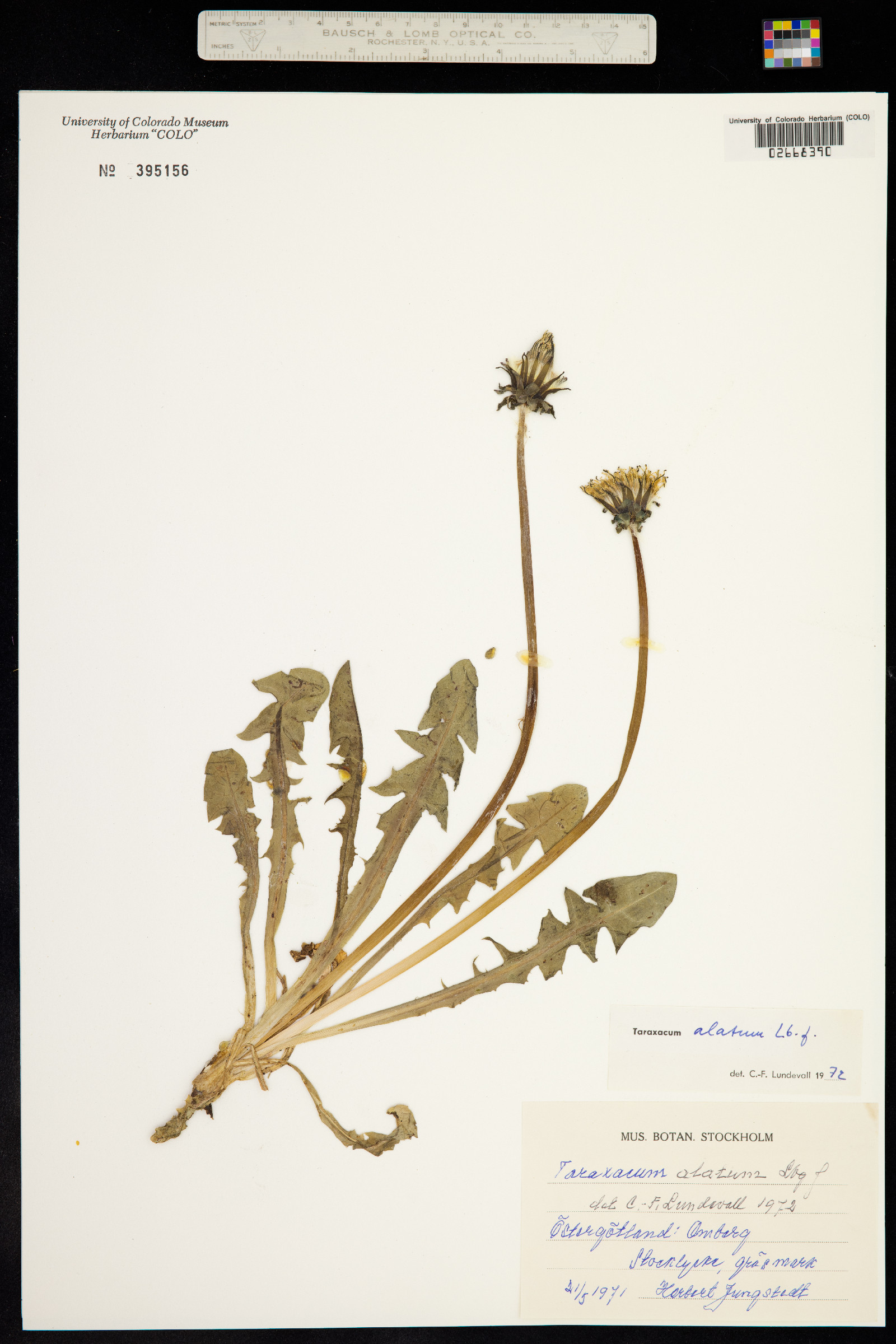 Taraxacum alatum image