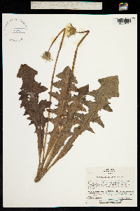 Image of Taraxacum albidum