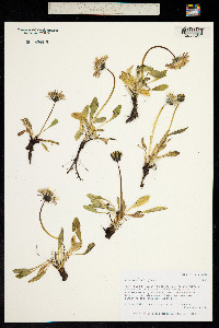 Image of Taraxacum glabrum