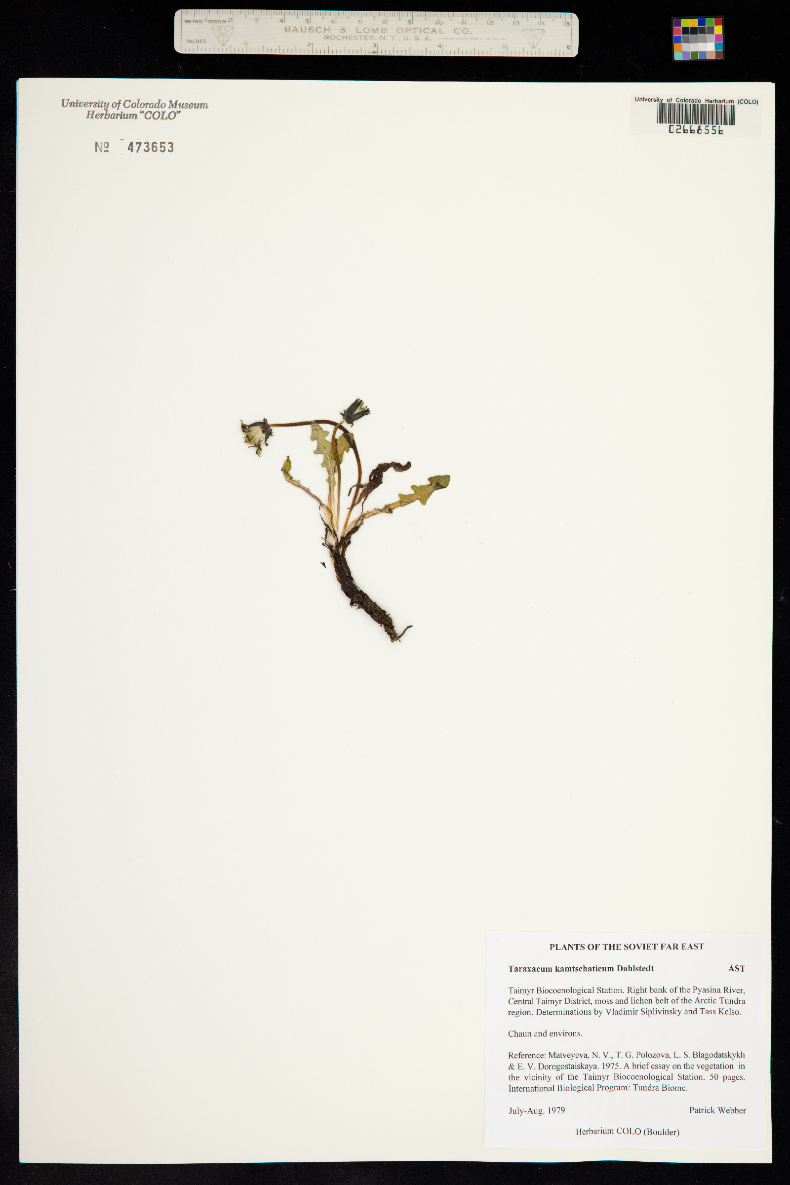 Taraxacum alaskanum image