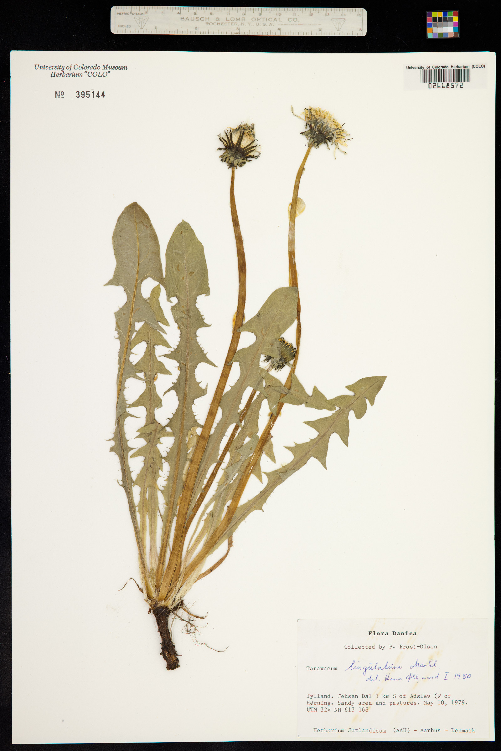 Taraxacum lingulatum image