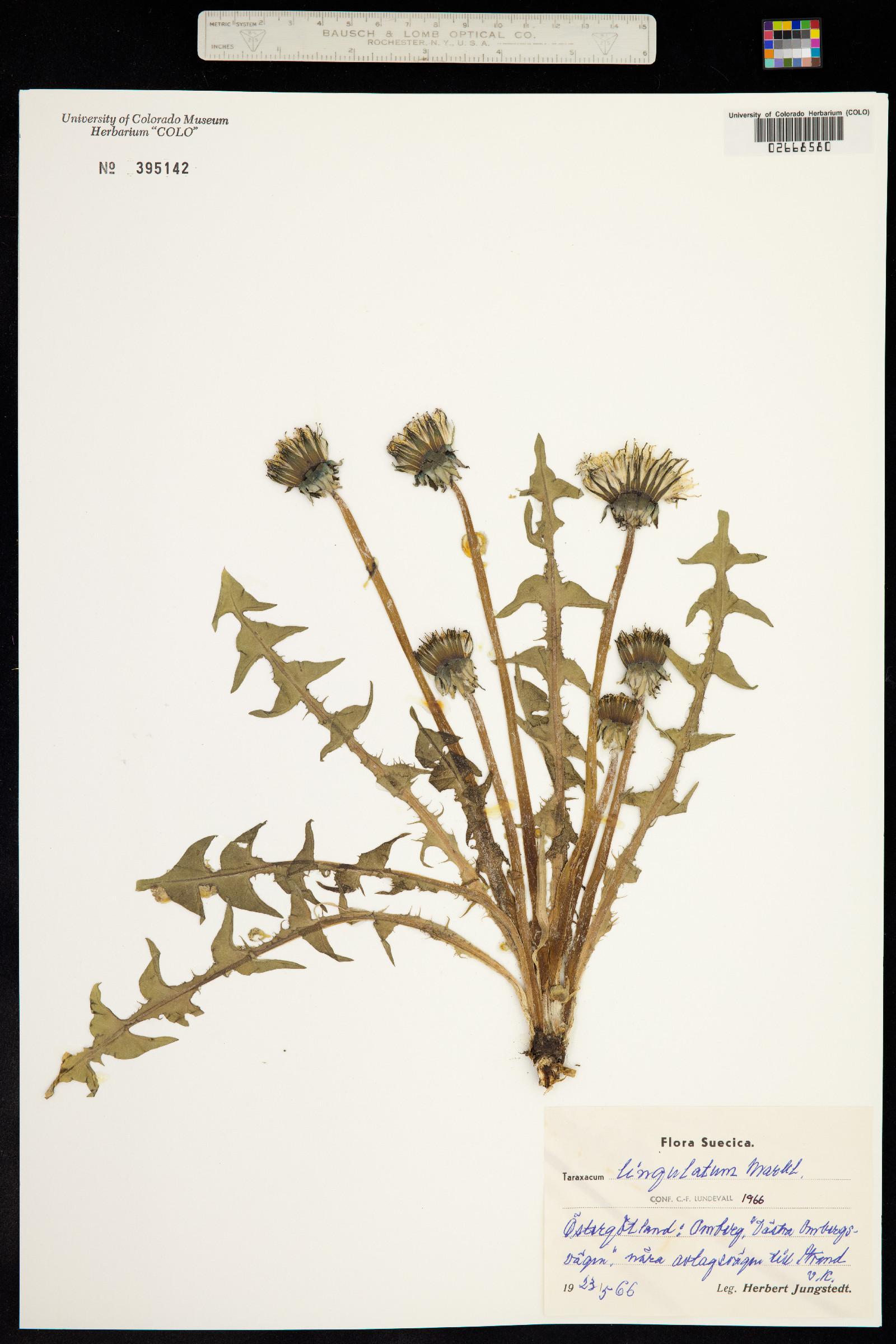 Taraxacum lingulatum image