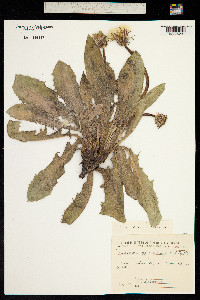Taraxacum sonchoides image