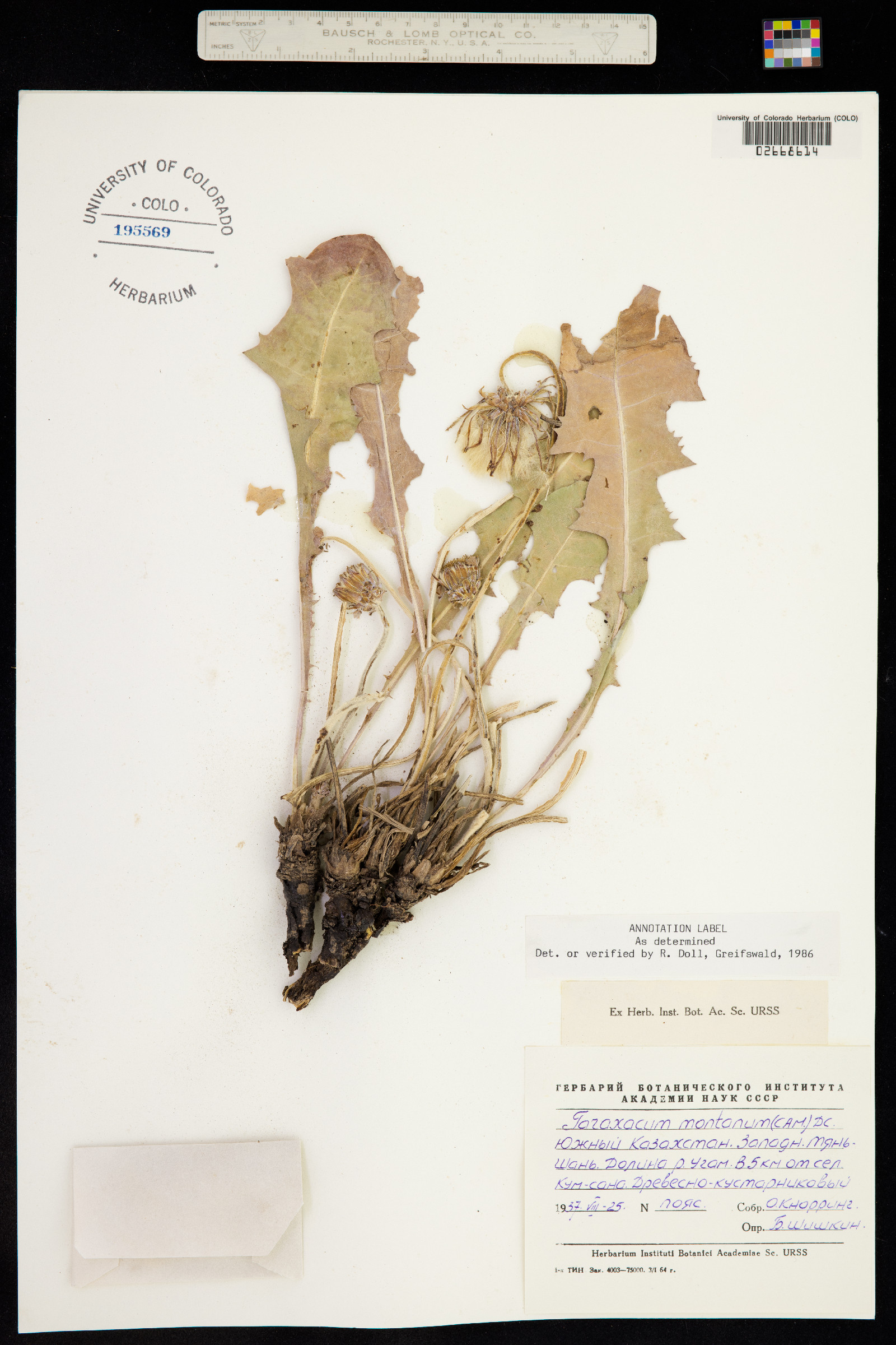 Taraxacum sonchoides image