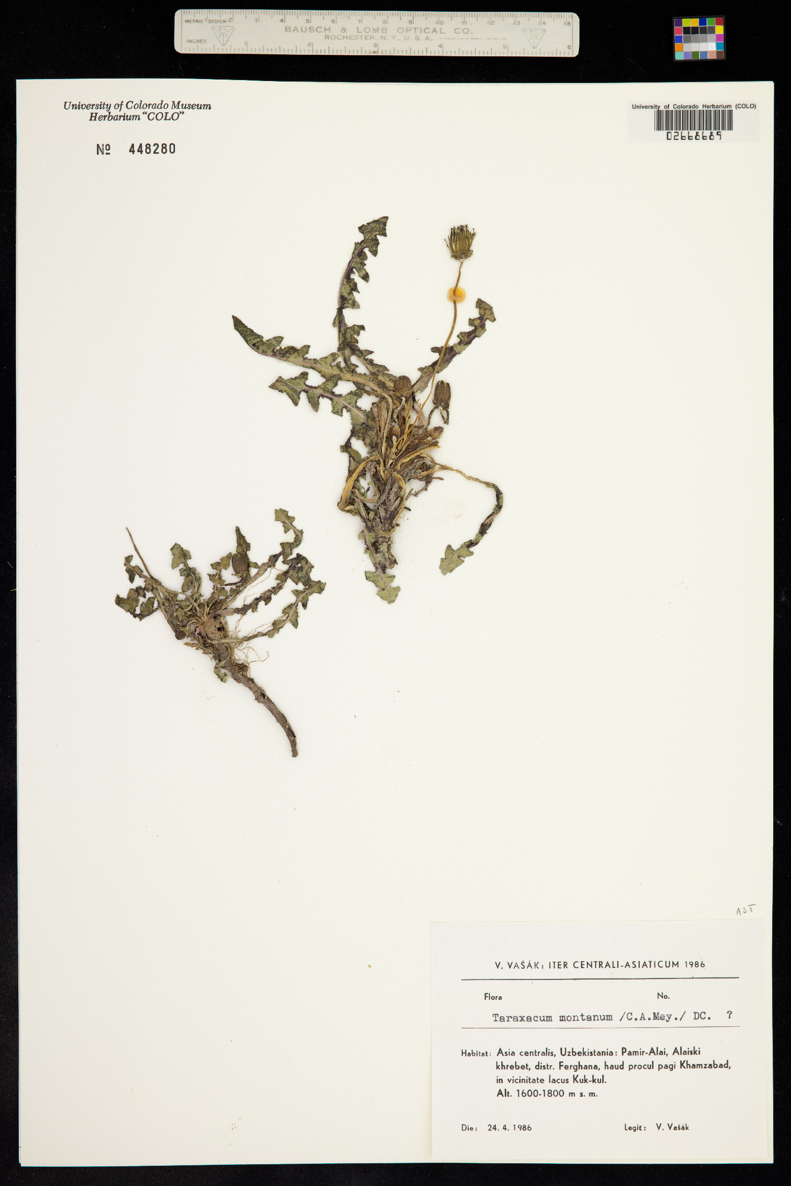 Taraxacum sonchoides image