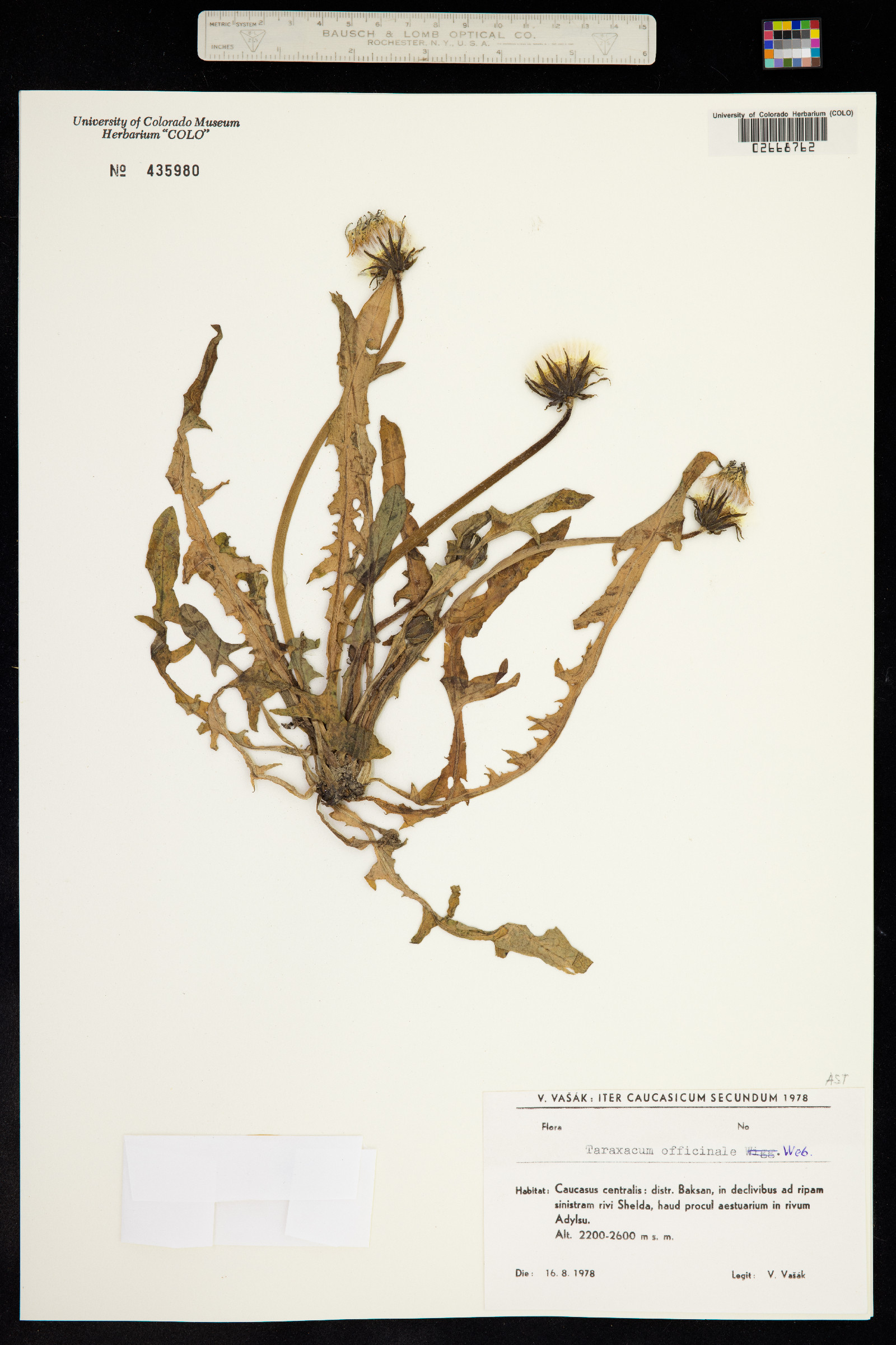 Taraxacum officinale image