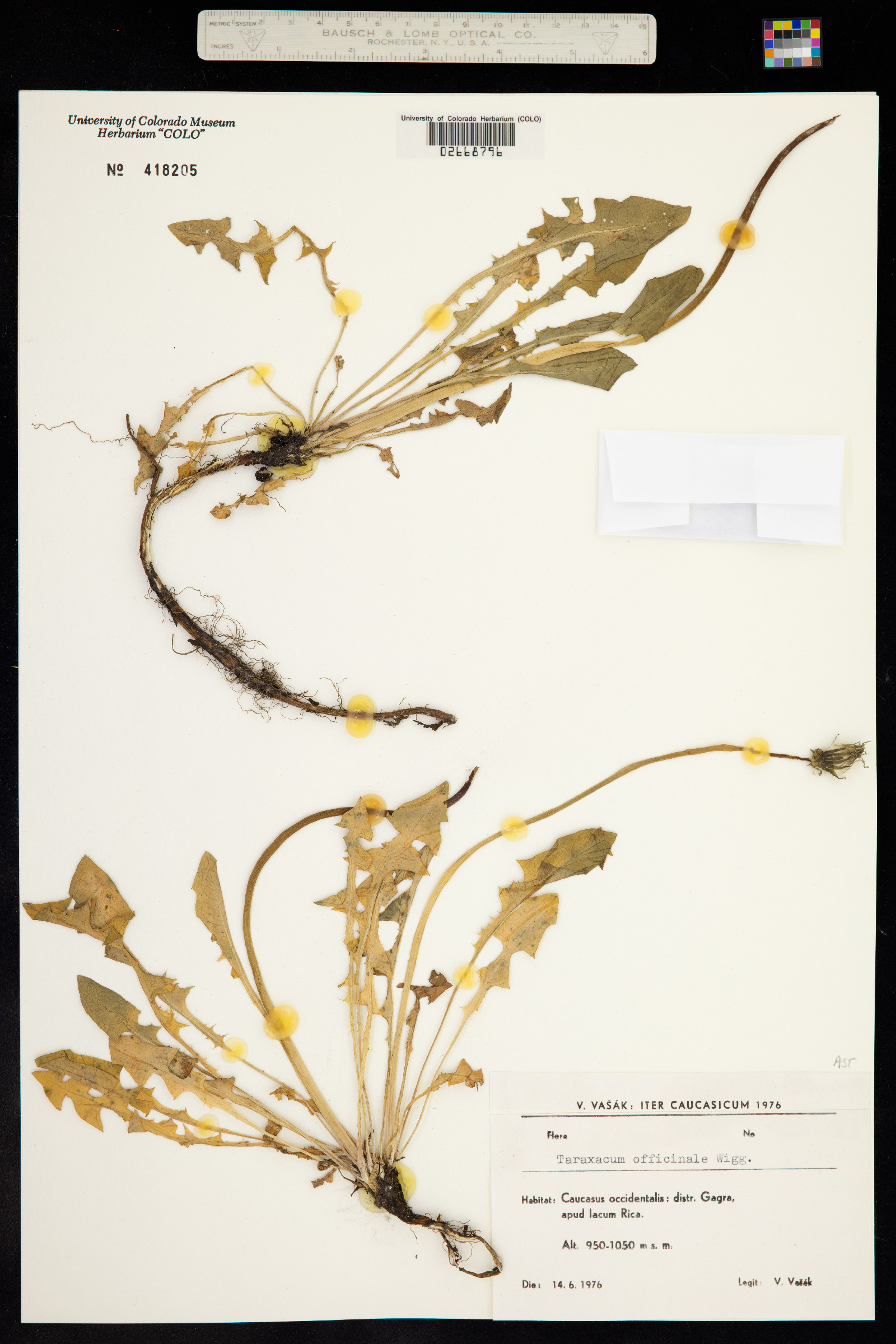 Taraxacum image