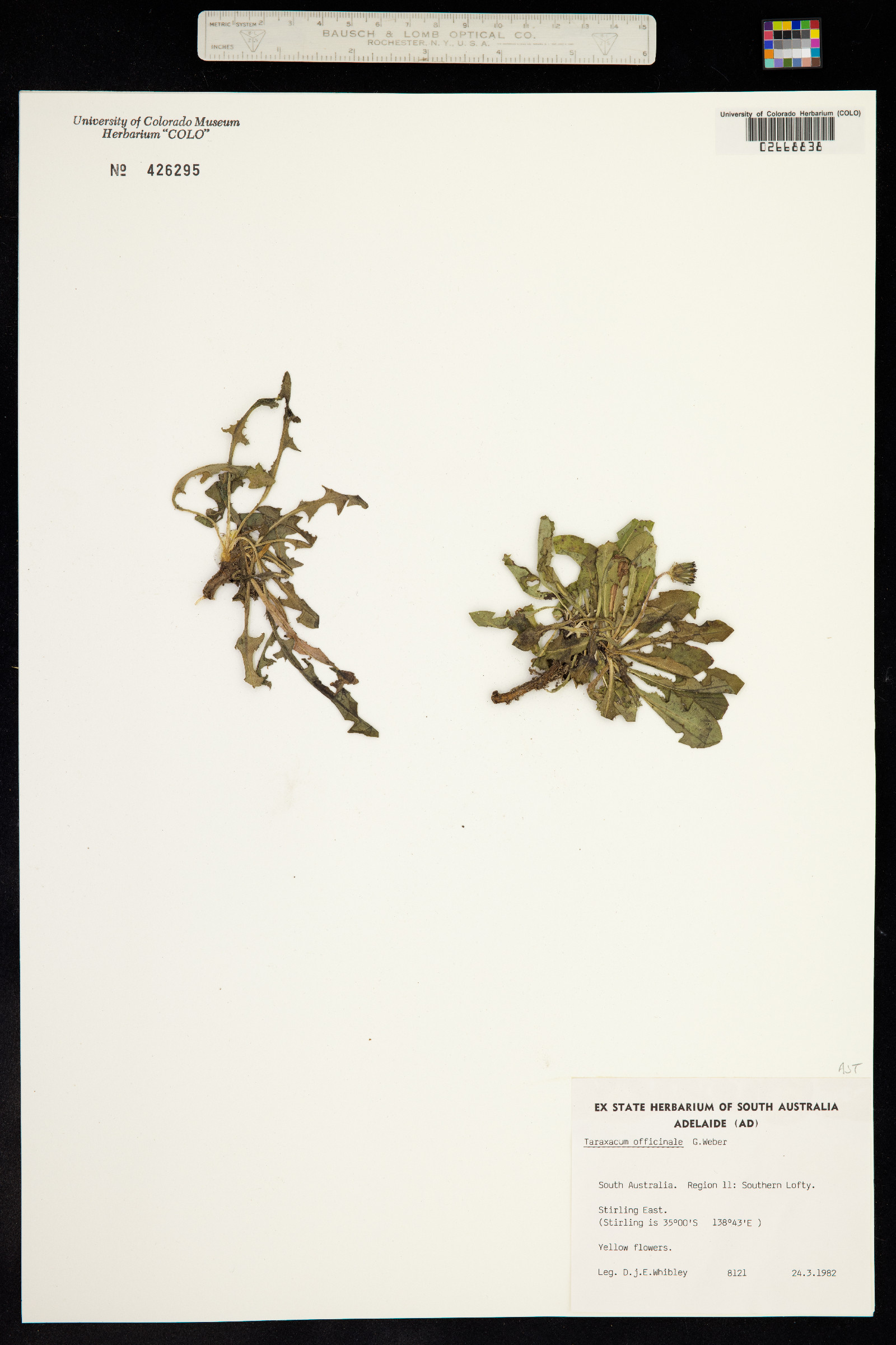 Taraxacum officinale image