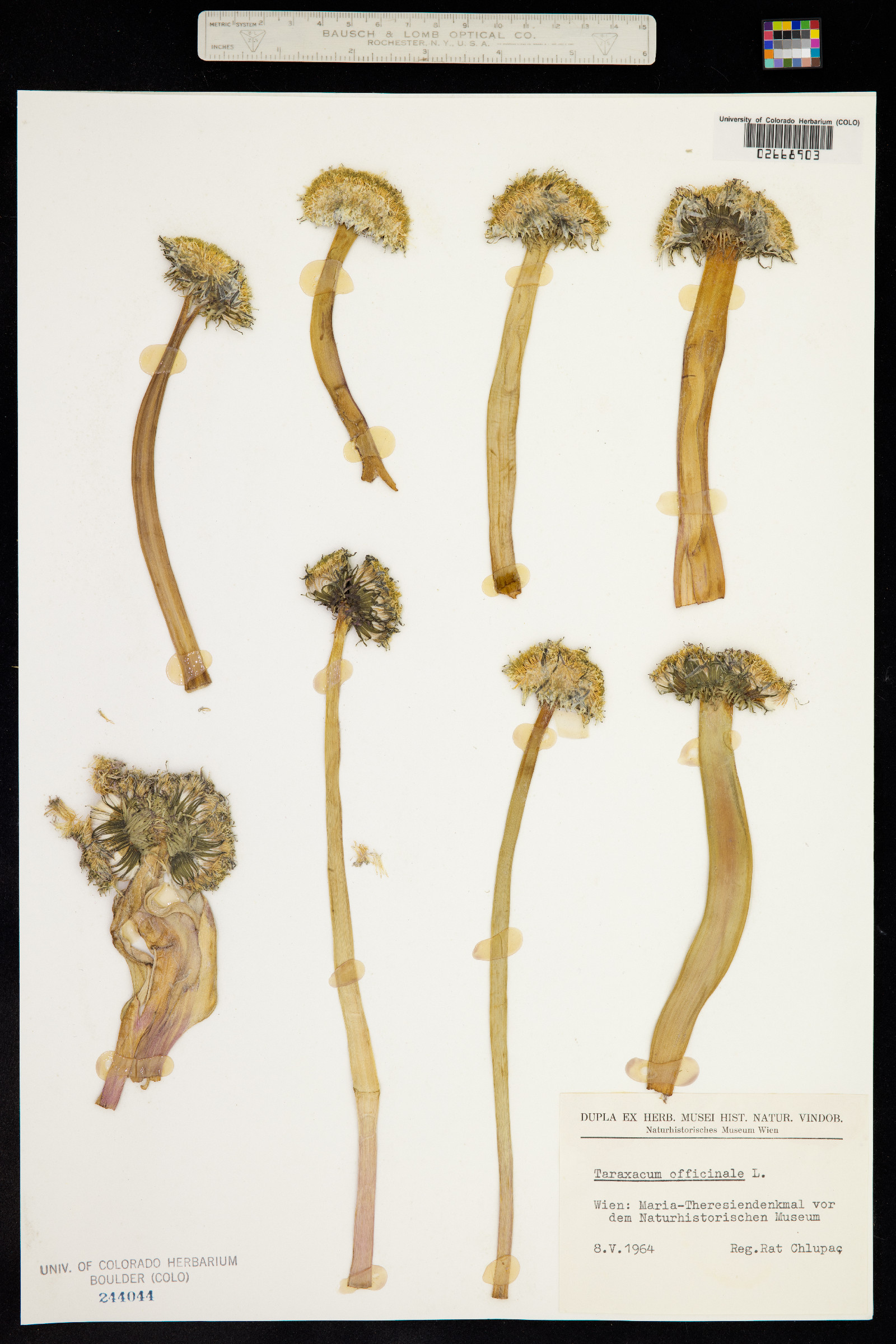 Taraxacum officinale image