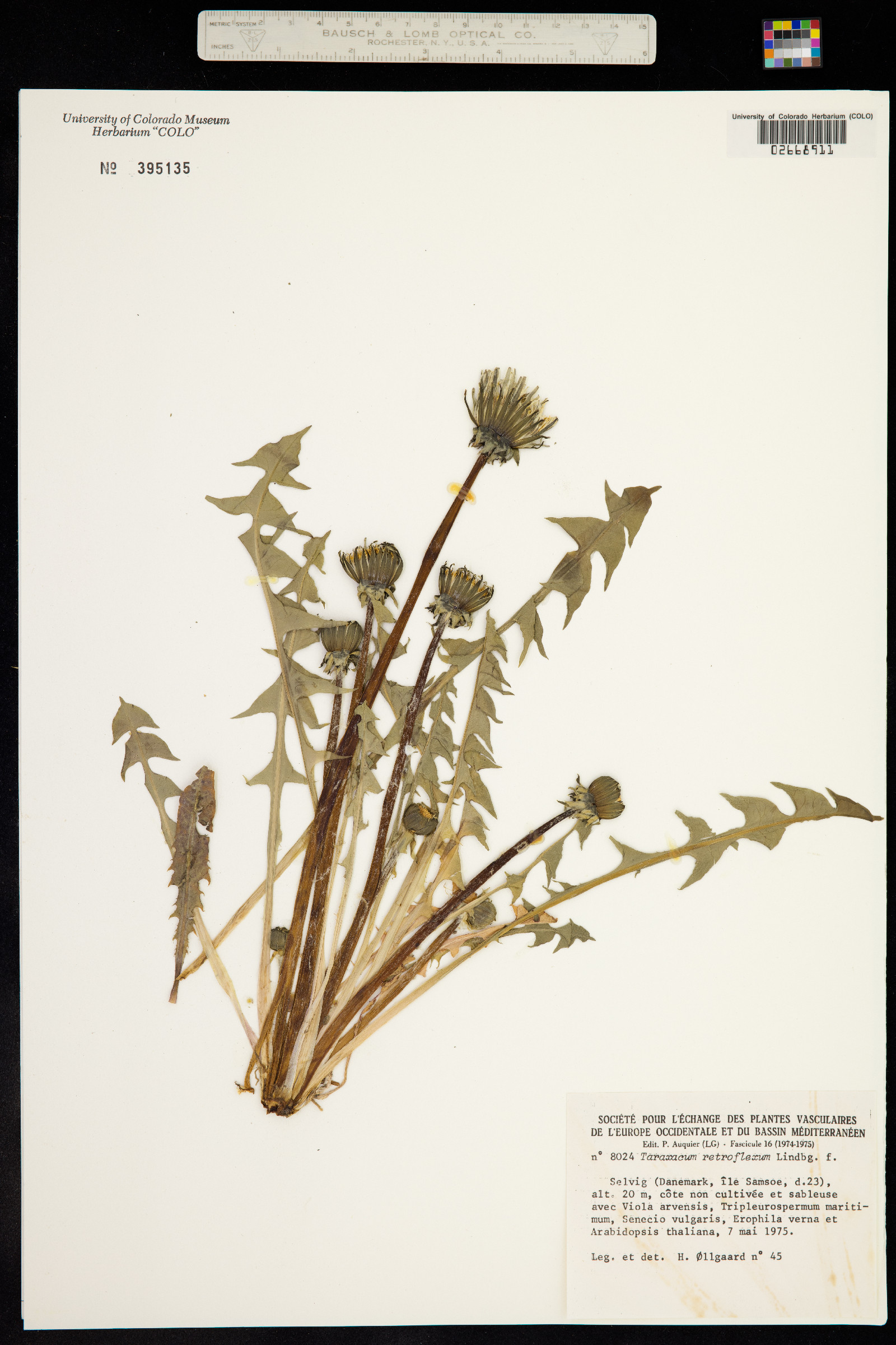 Taraxacum officinale ssp. officinale image
