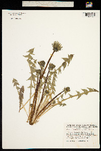Taraxacum officinale ssp. officinale image