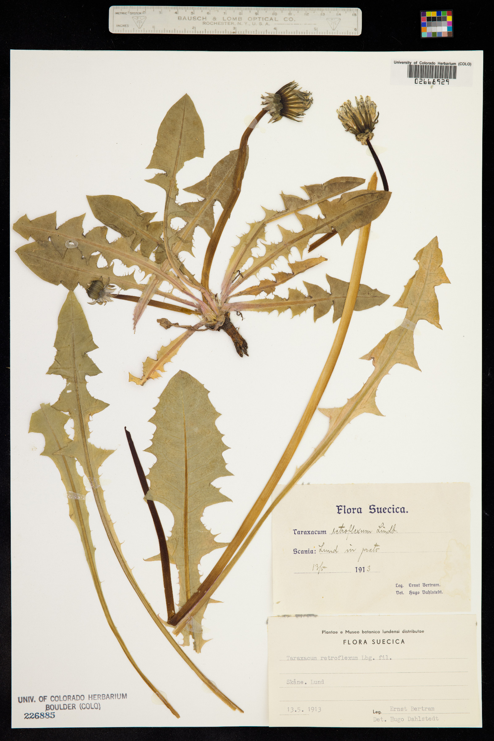 Taraxacum officinale ssp. officinale image
