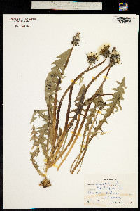Taraxacum trilobatum image