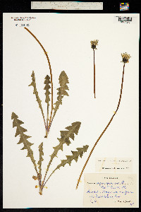 Taraxacum angustisquameum image