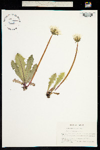 Taraxacum hjeltii image