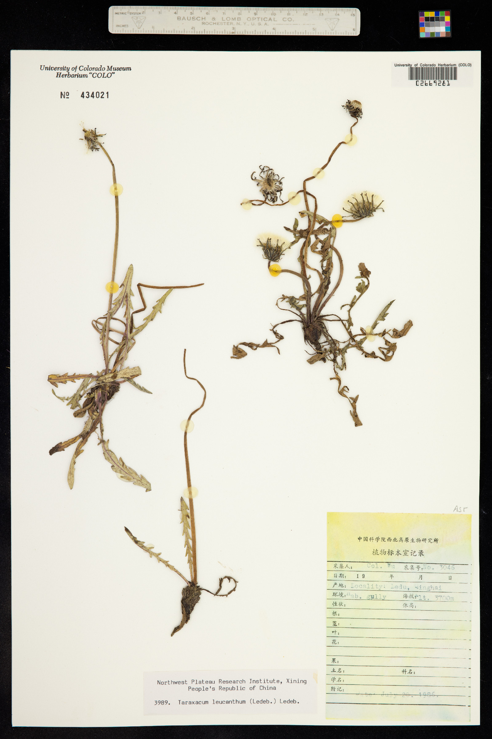Taraxacum leucanthum image