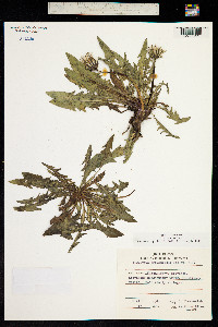 Image of Taraxacum mitratum
