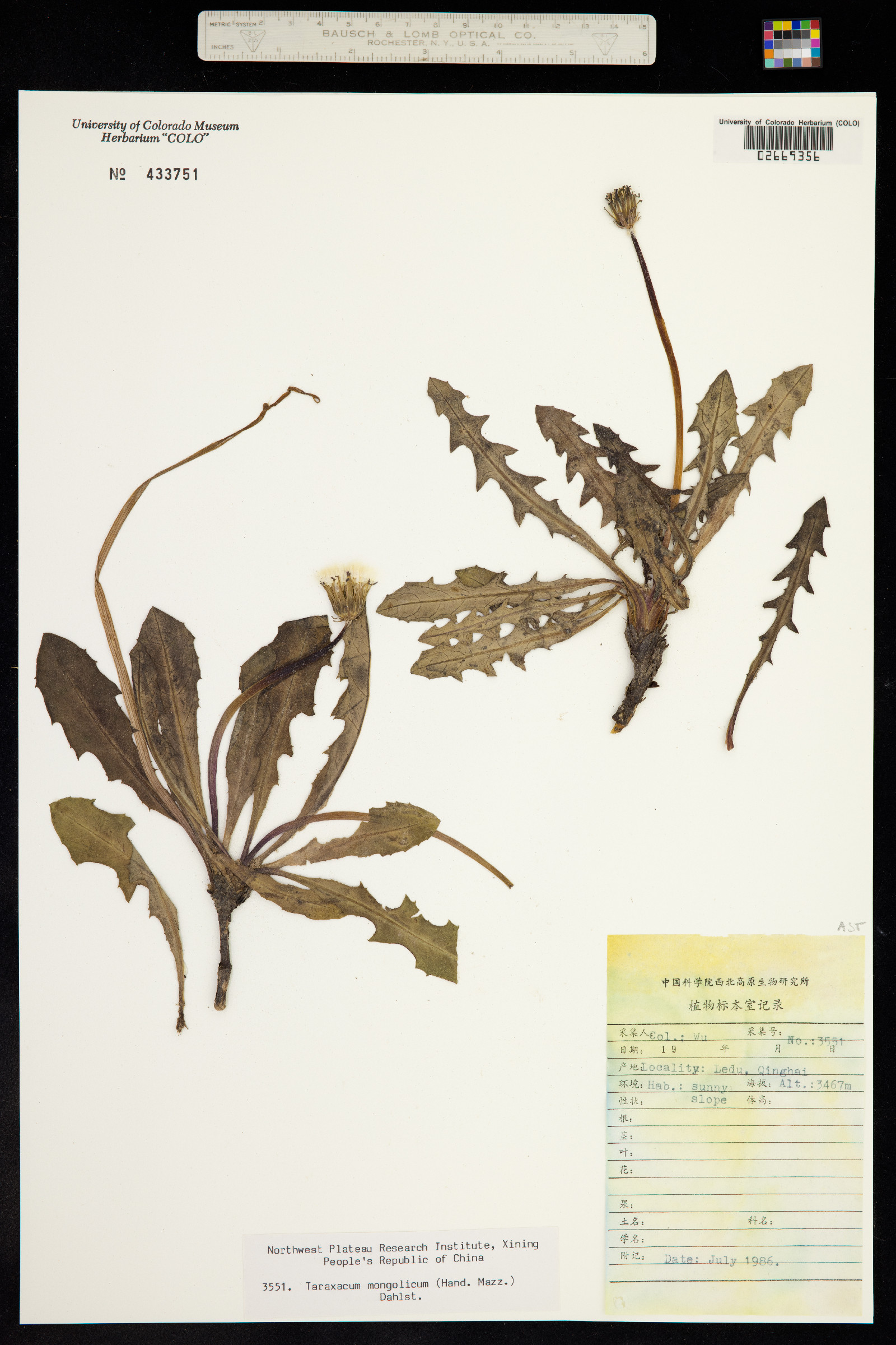 Taraxacum mongolicum image