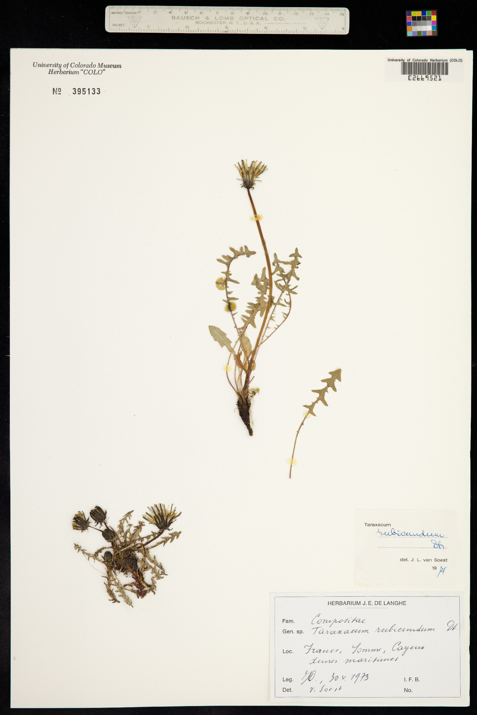 Taraxacum rubicundum image