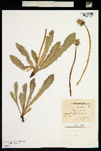 Image of Taraxacum spectabile