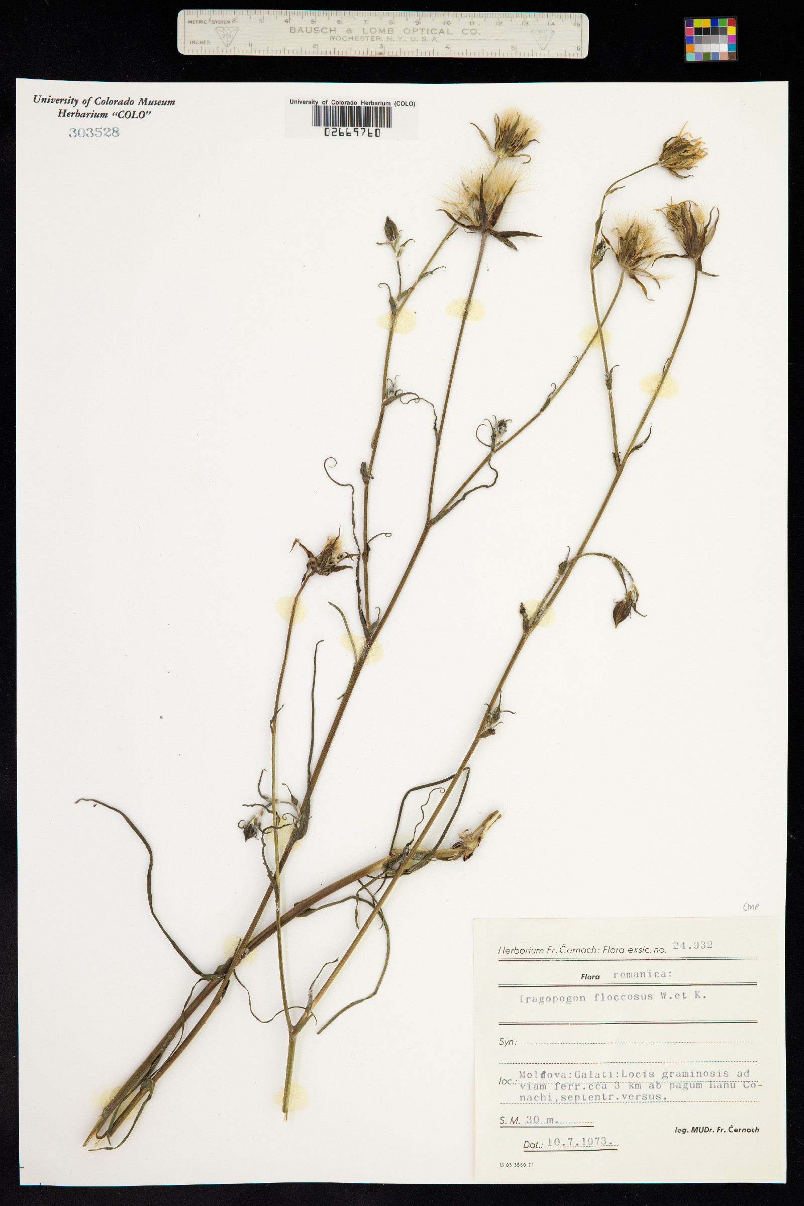 Tragopogon floccosus image