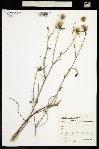 Image of Tragopogon floccosus