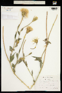 Tragopogon buphthalmoides image