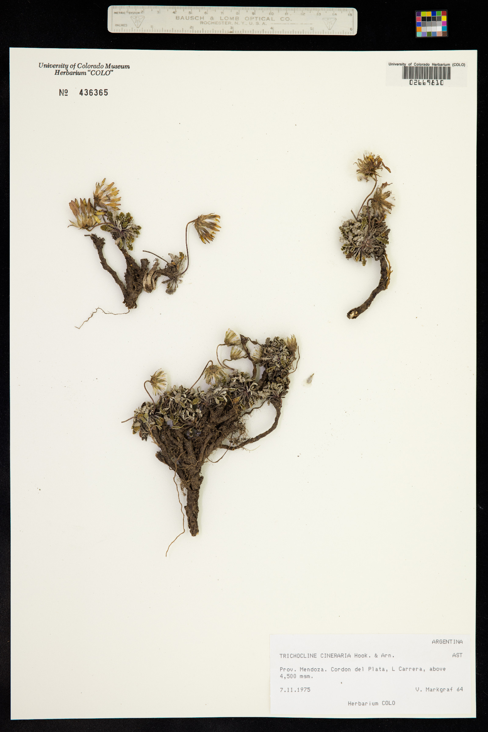 Trichocline cineraria image
