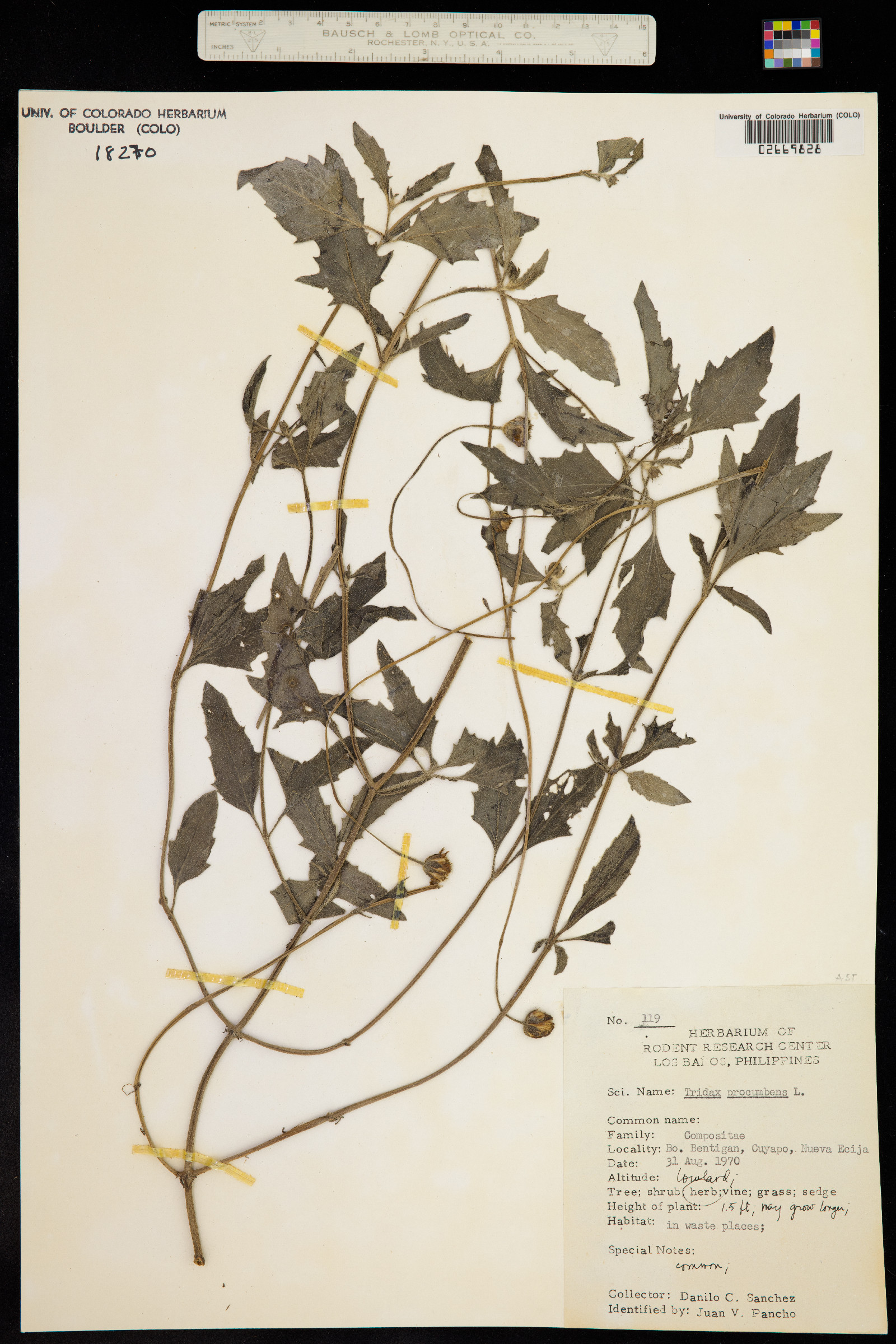 Tridax procumbens image