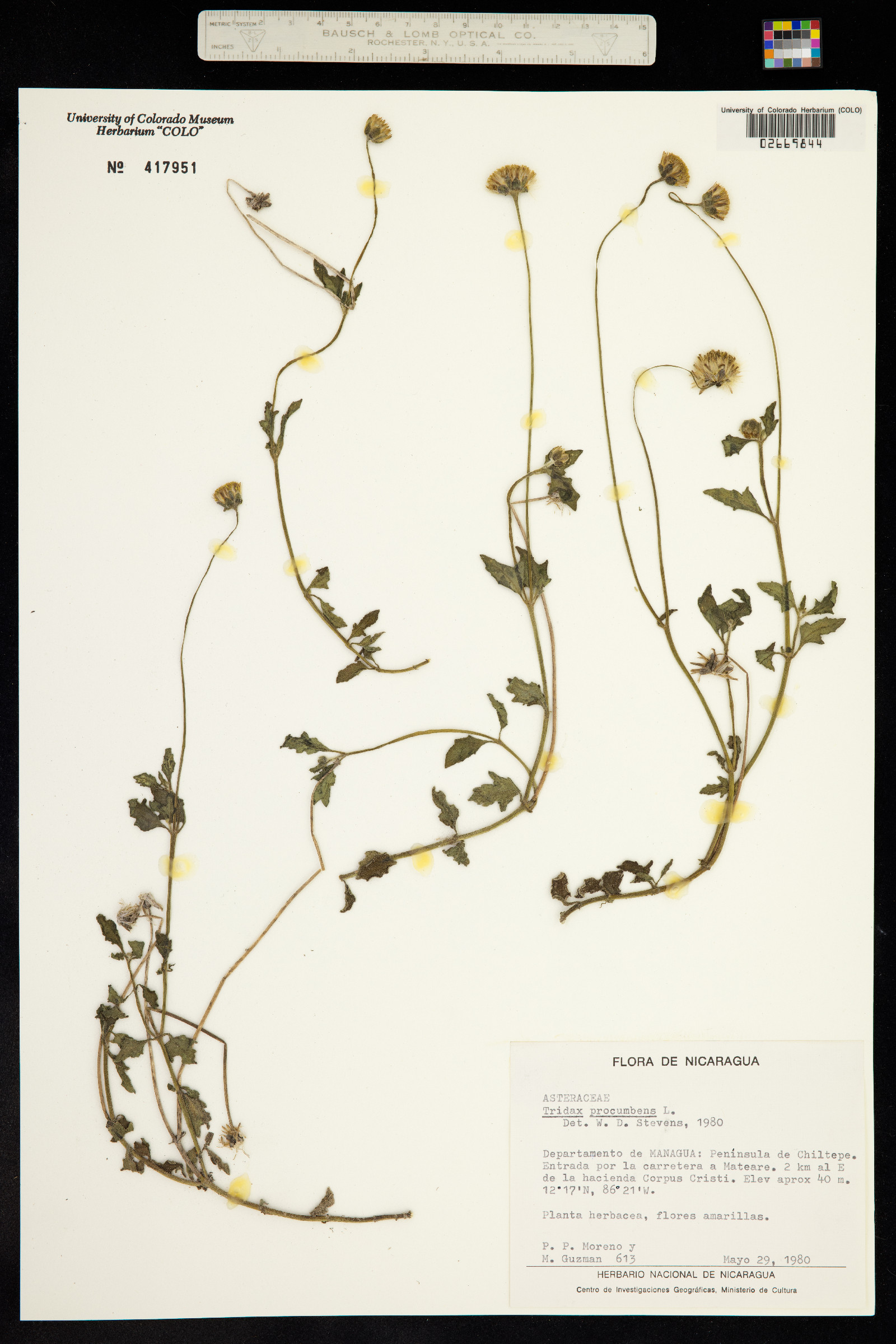 Tridax procumbens image