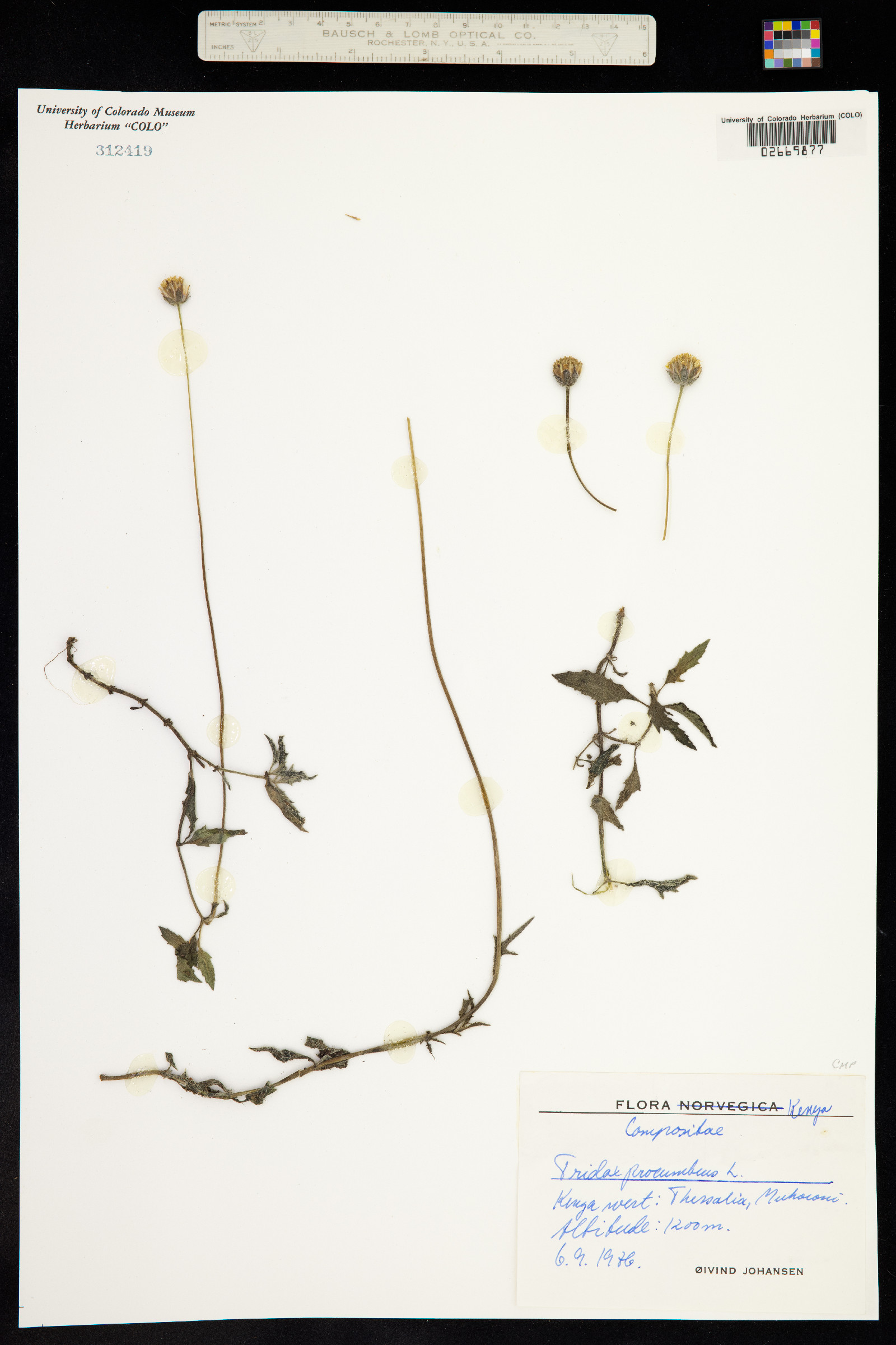 Tridax procumbens image