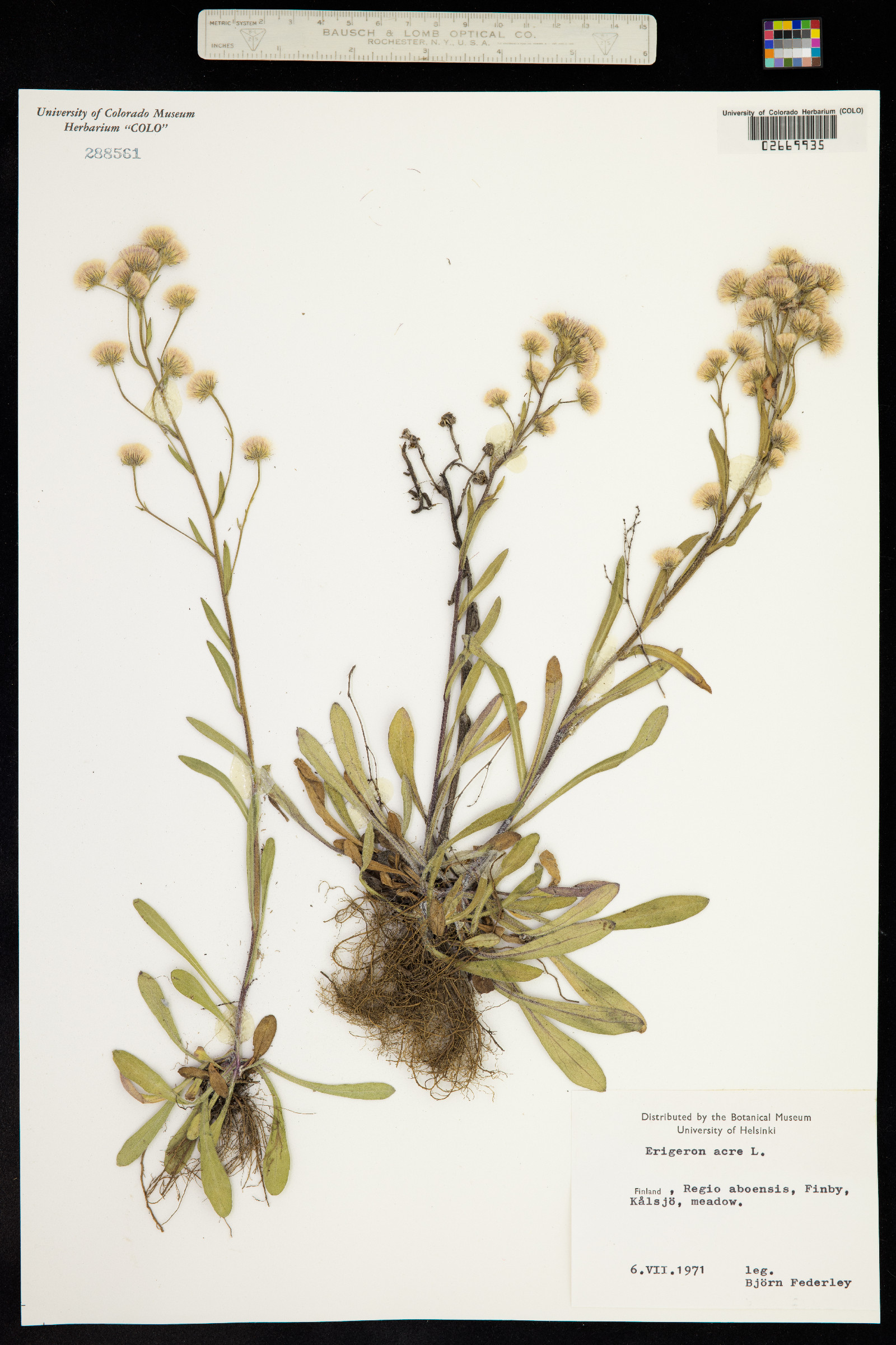 Erigeron nivalis image