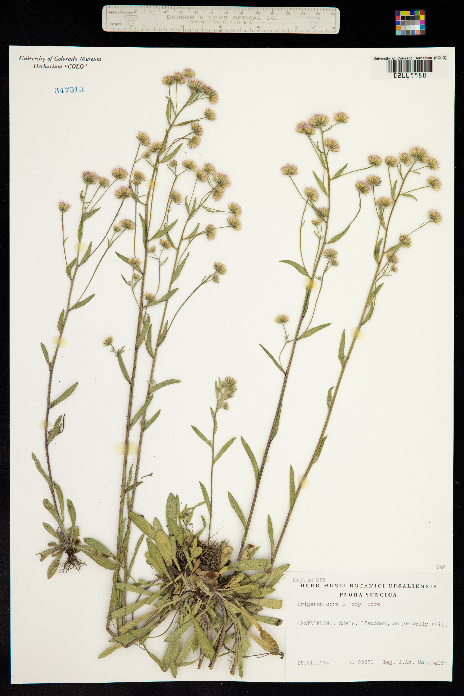 Erigeron nivalis image