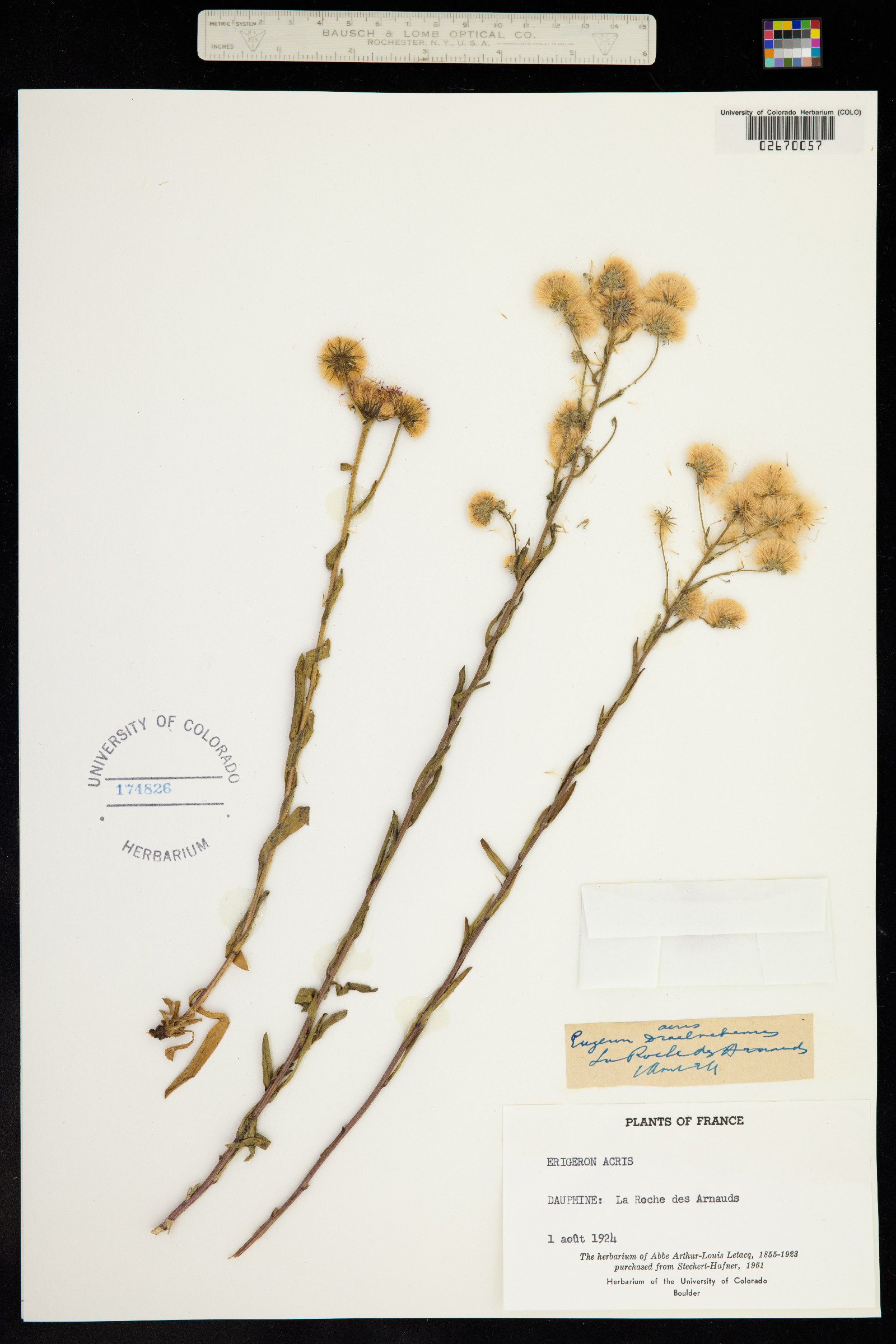 Trimorpha acris image