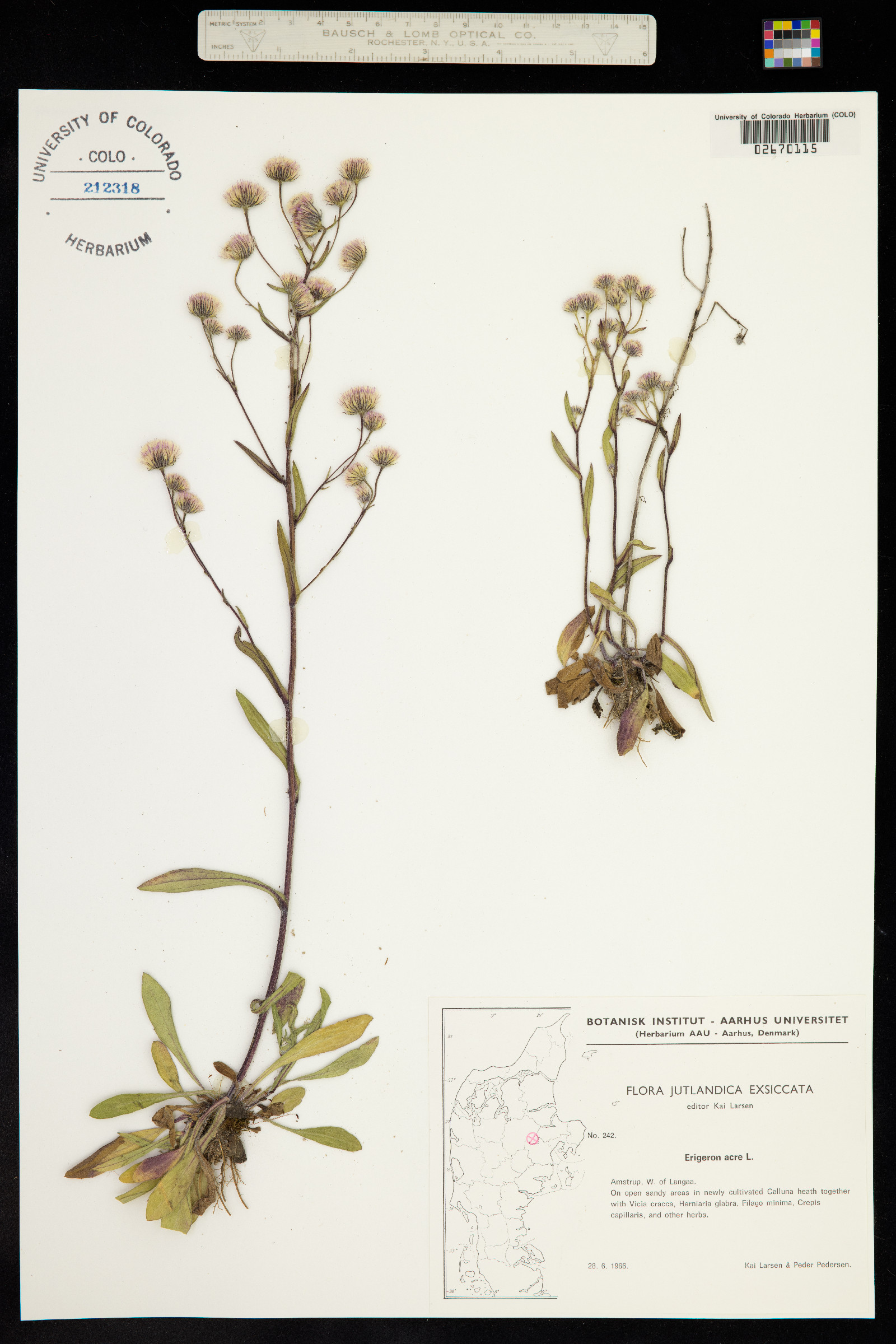 Erigeron nivalis image