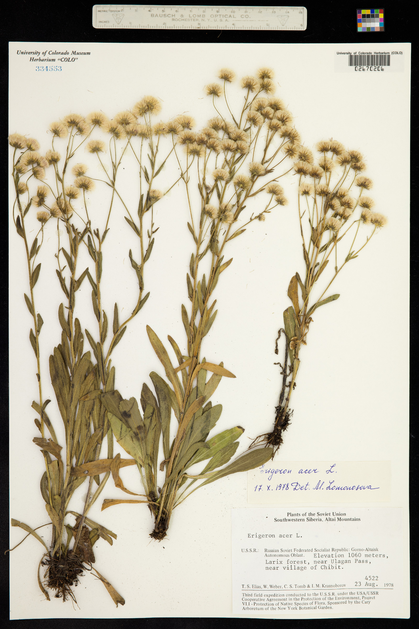 Erigeron nivalis image