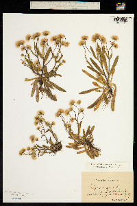 Trimorpha acris image