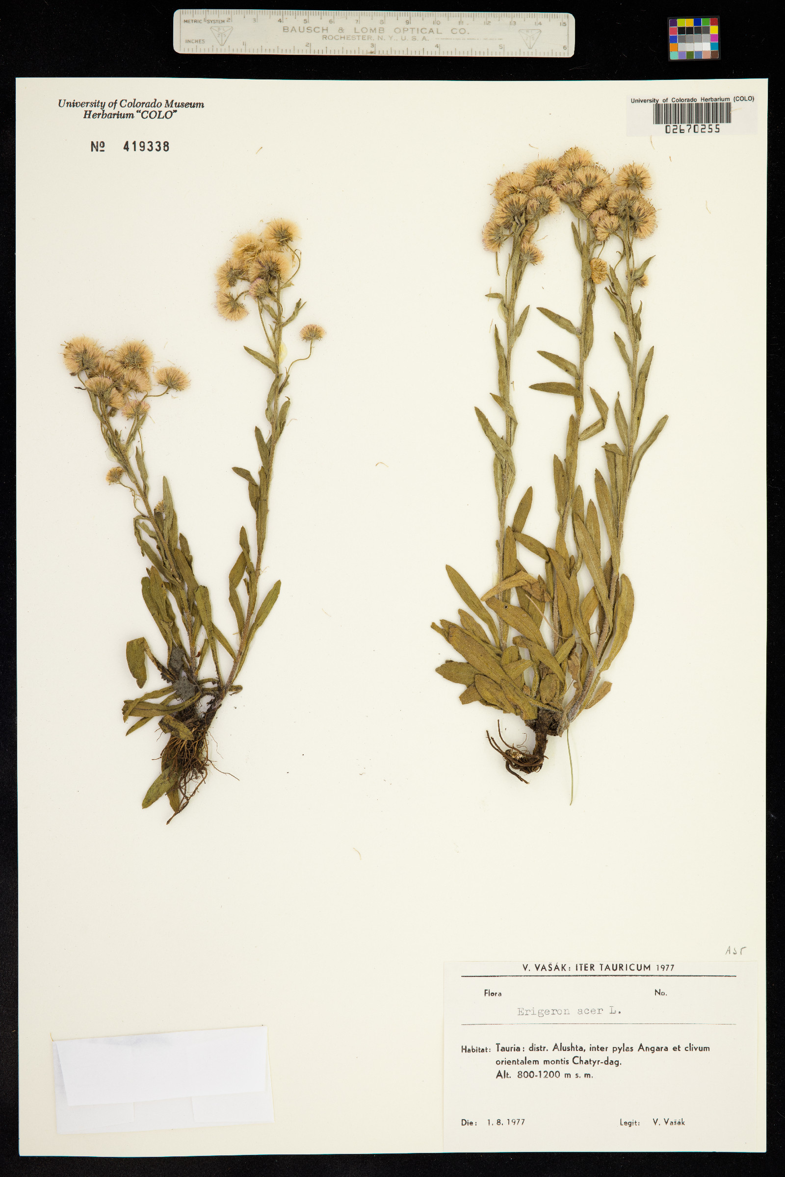 Trimorpha acris image