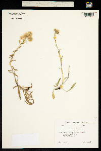 Trimorpha acris image