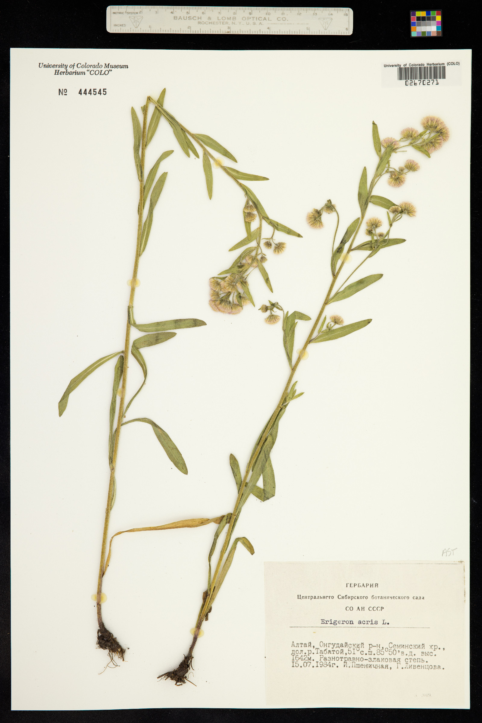 Erigeron nivalis image