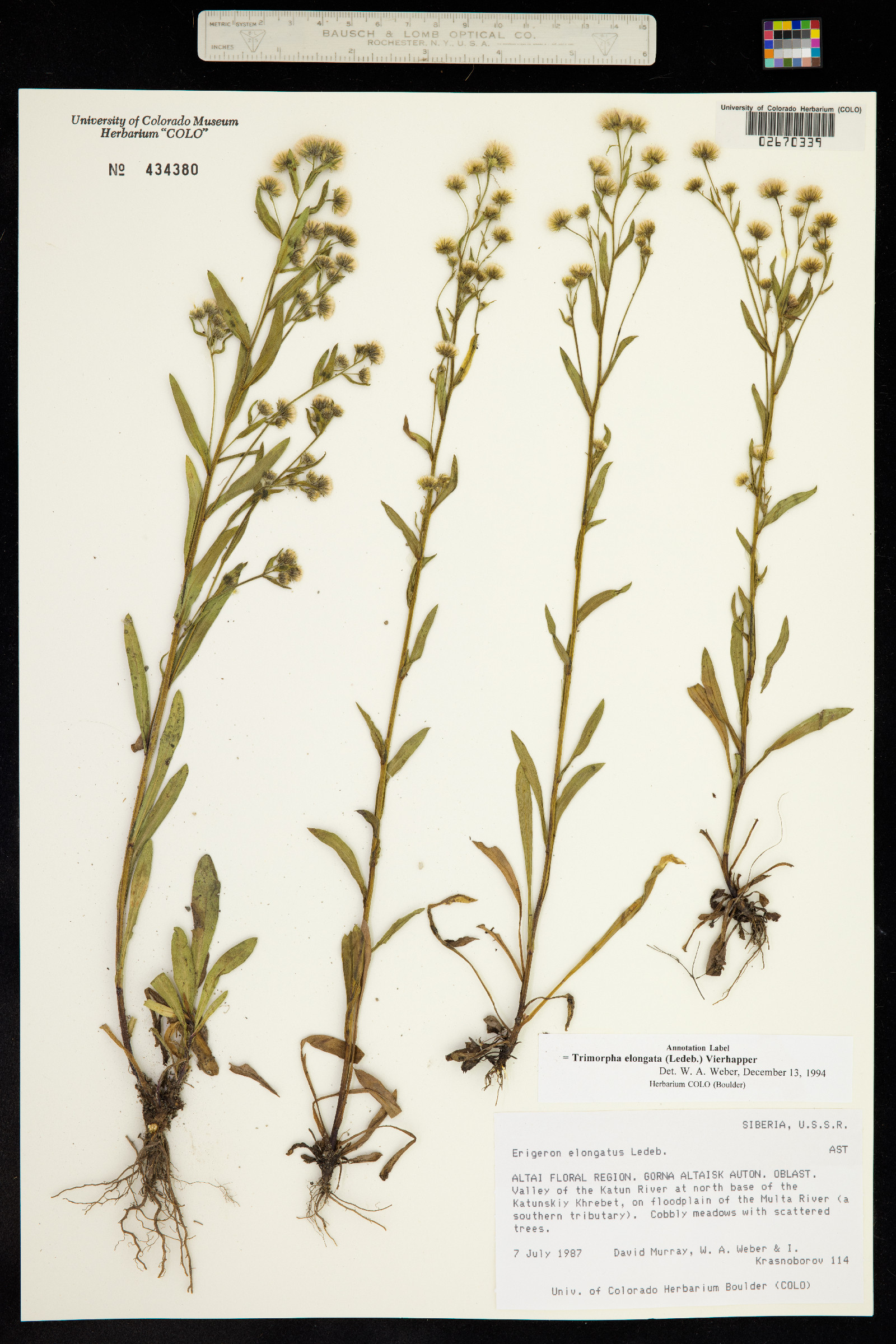 Trimorpha image