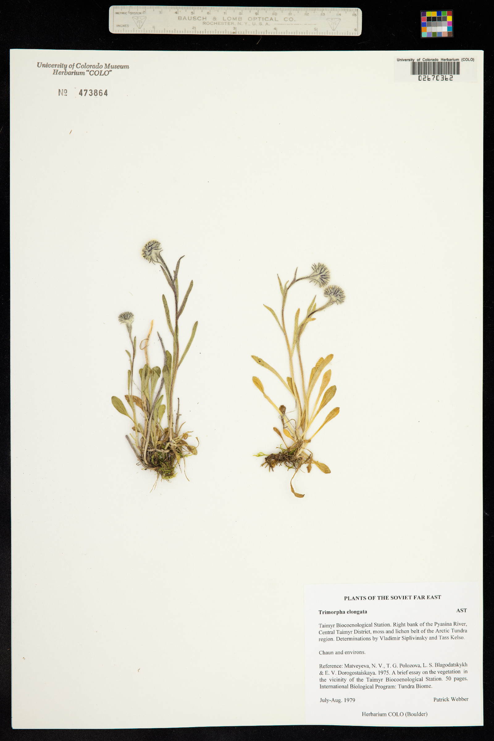 Trimorpha elongata image