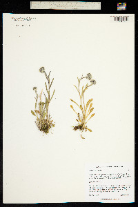Trimorpha elongata image