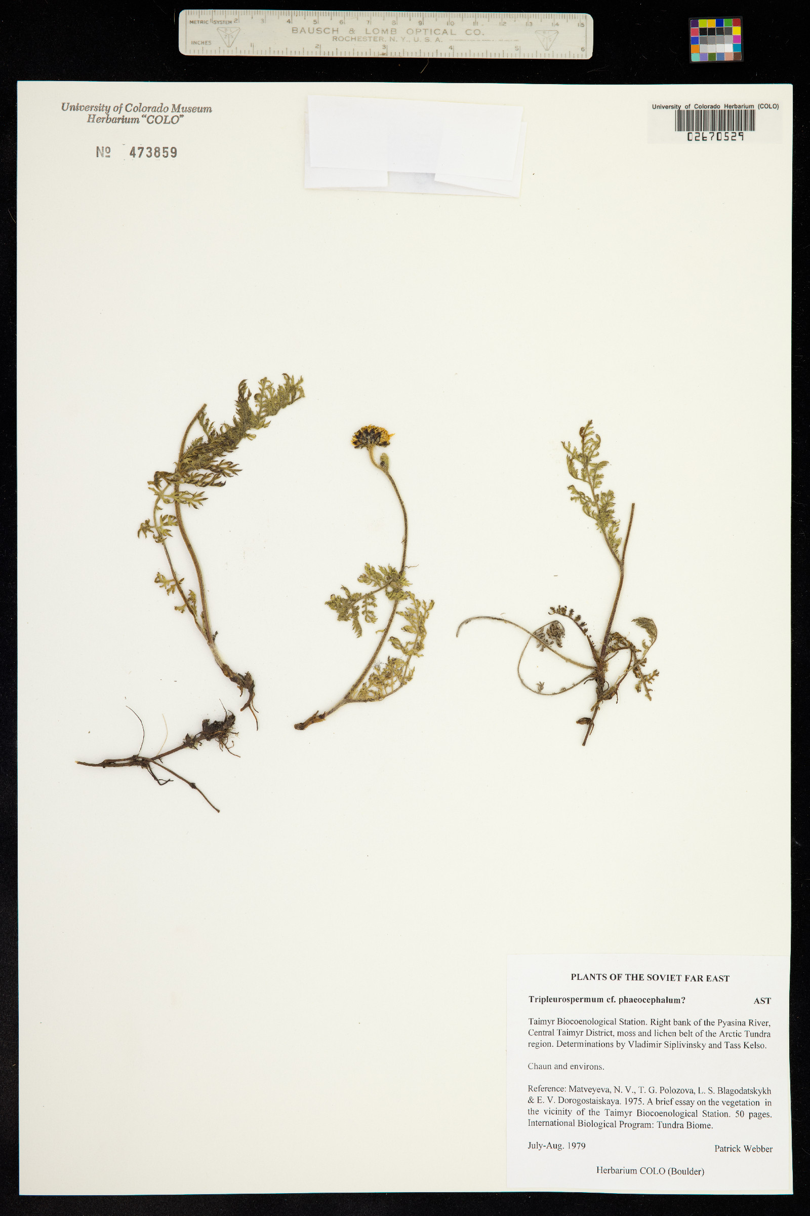 Tripleurospermum maritimum image