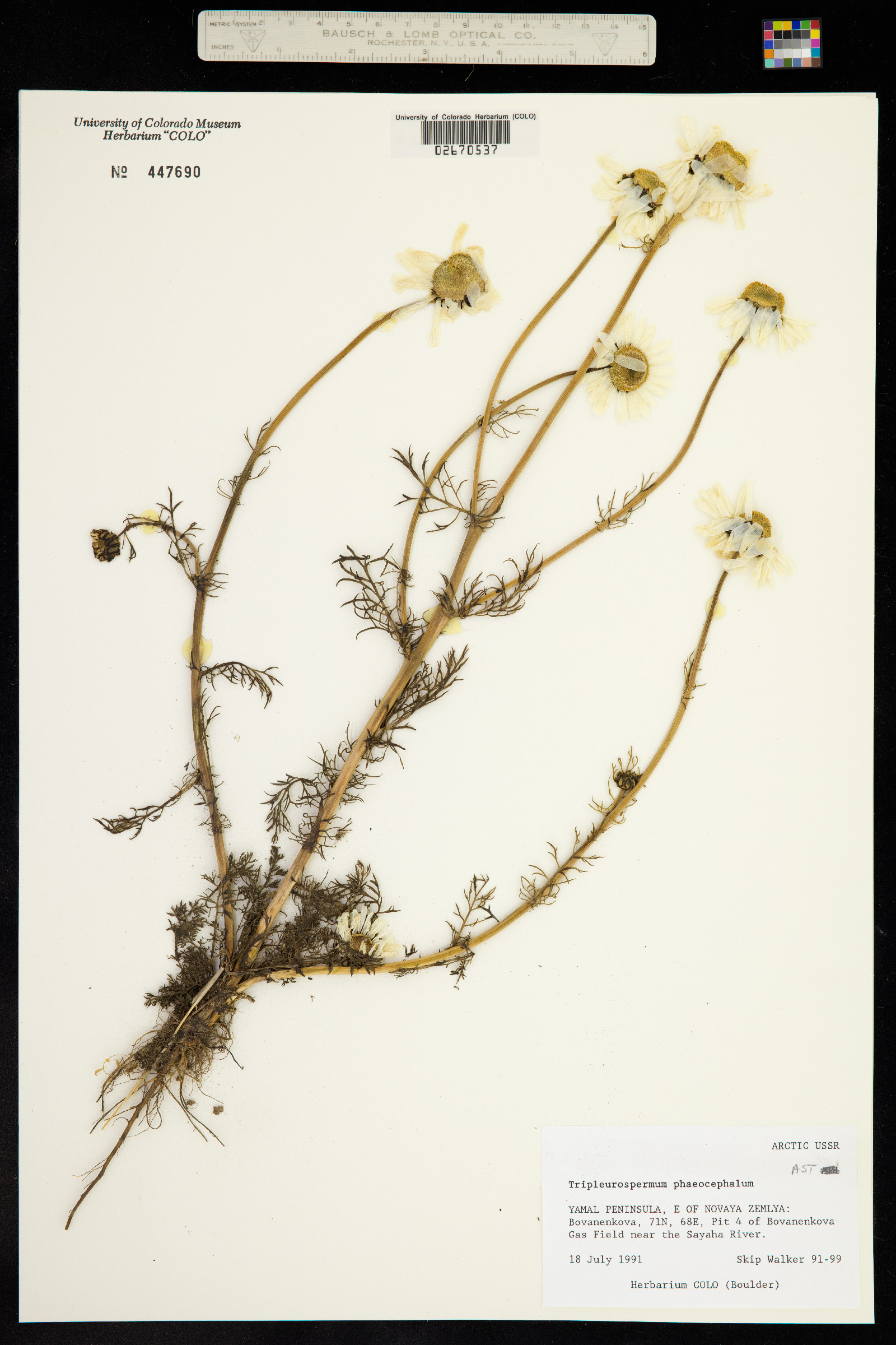 Tripleurospermum image