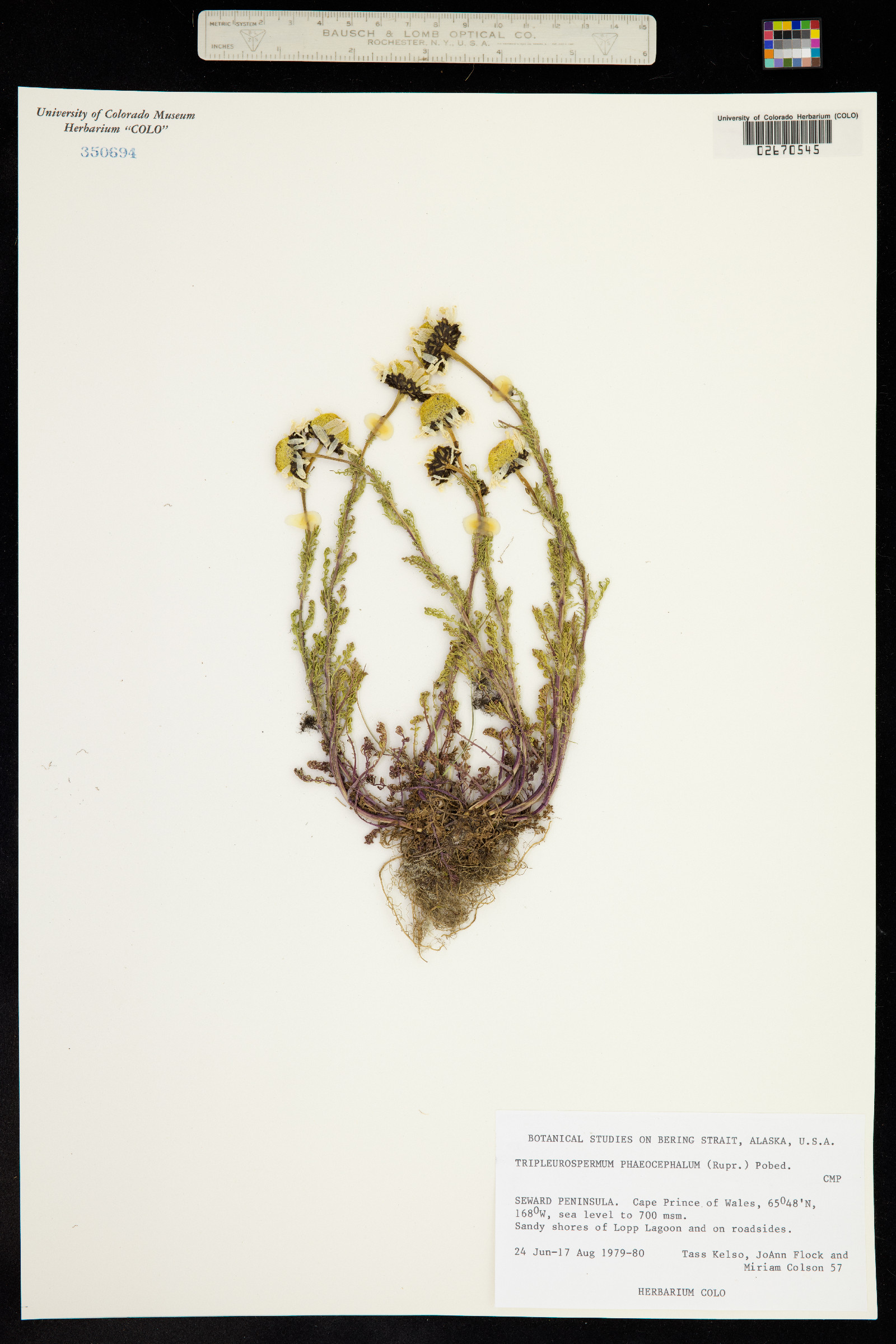 Tripleurospermum phaeocephalum image