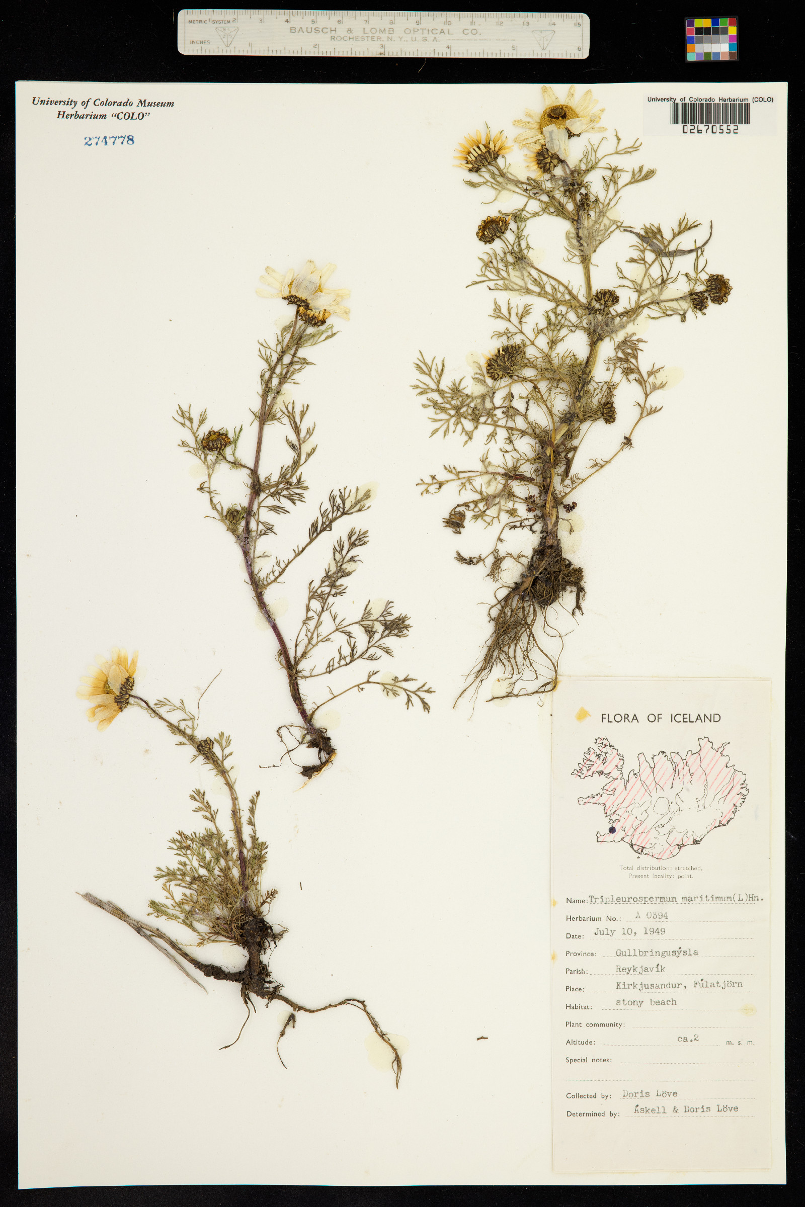 Tripleurospermum image